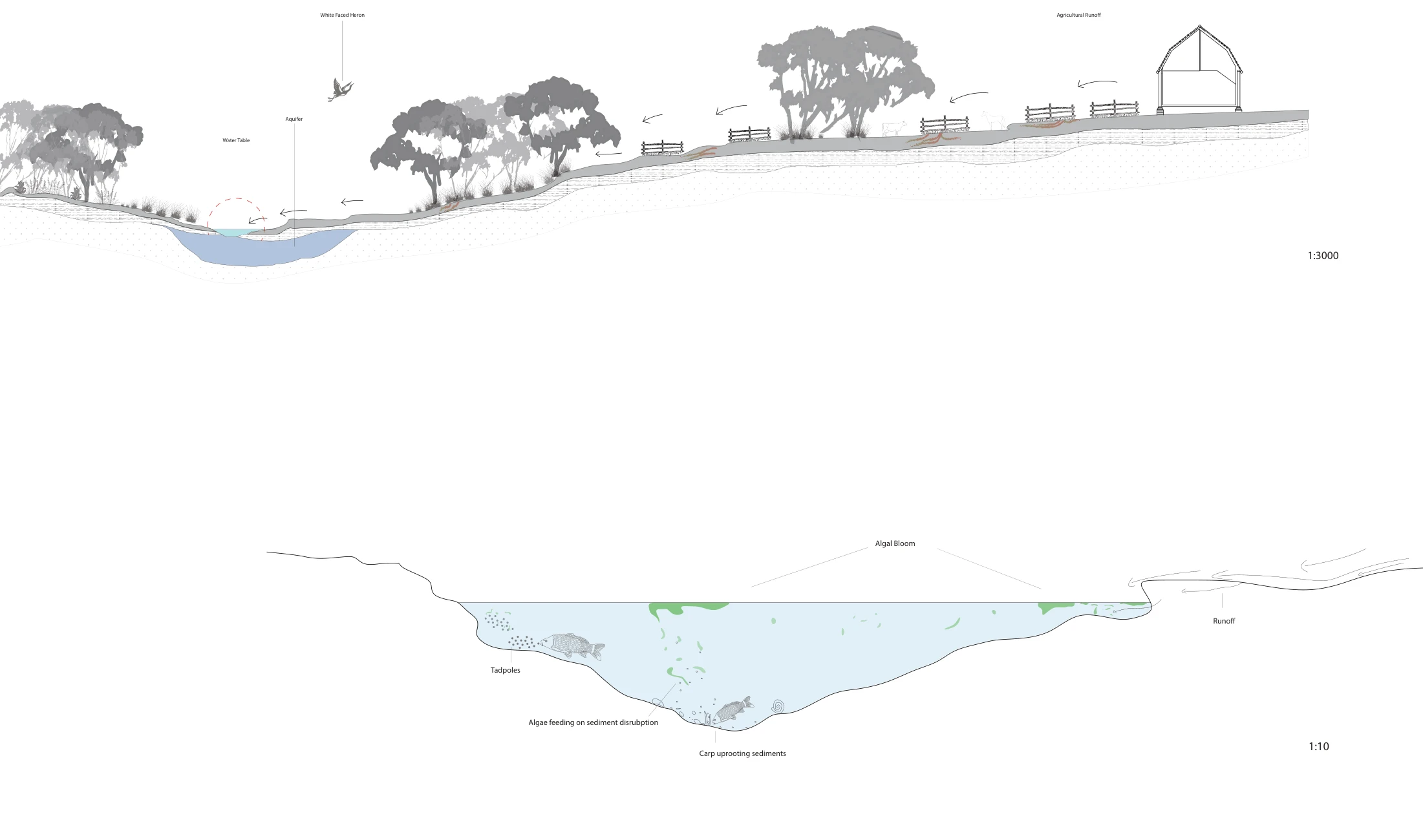River Ecosystems architectural section drawing